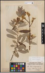 Foto von Salix caprea L. x Salix eleagnos Scop.